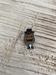 Idaho Potato Small Pin